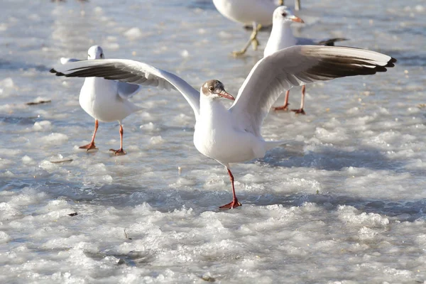 Wild Seagulls Lake Denmark Scandinavia — Stock Photo, Image