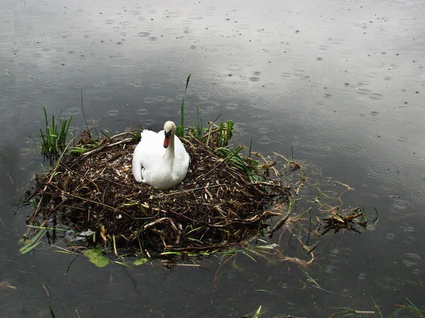 Swan on a calm lake in Denmark Scandinavia