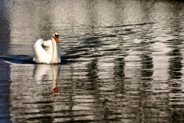 デンマークのスカンジナビアの穏やかな湖を白鳥します — ストック写真