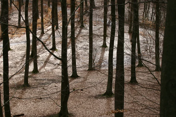 Escena Bosque Denso Dinamarca Escandinavia — Foto de Stock