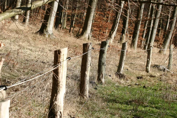 Scene Dense Forest Denmark Scandinavia — Stock Photo, Image