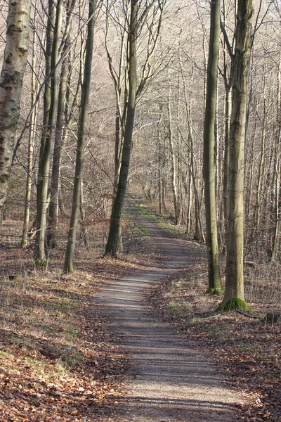 デンマークのスカンジナビアの鬱蒼とした森の様子 — ストック写真