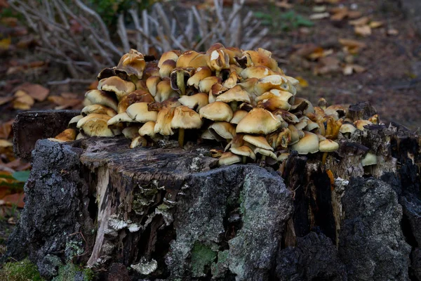 Scen Från Tät Skog Danmark Skandinavien — Stockfoto