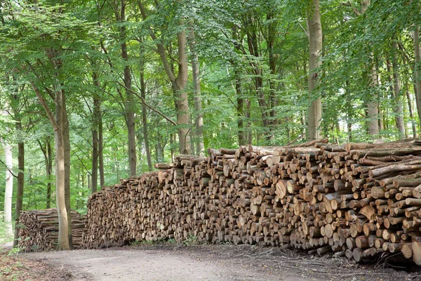 Sahne Yoğun Orman Danimarka Skandinavya Dan — Stok fotoğraf
