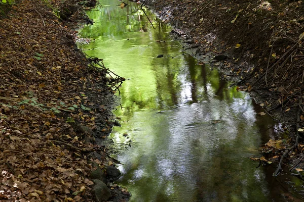 Piccolo Fiume Una Foresta Danimarca Scandinavia — Foto Stock