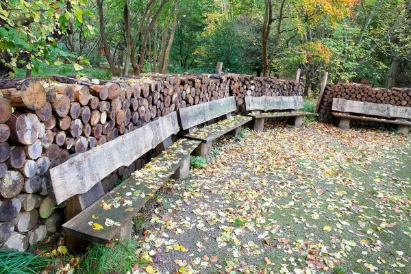 Escena Bosque Denso Dinamarca Escandinavia — Foto de Stock