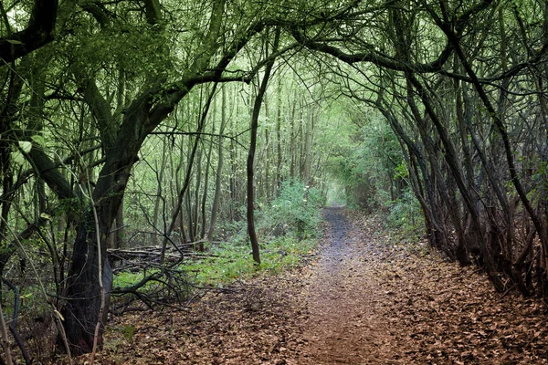 Scen Från Tät Skog Danmark Skandinavien — Stockfoto