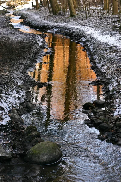 Petite Rivière Dans Une Forêt Danemark Scandinavie — Photo
