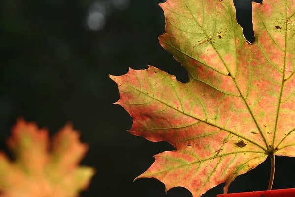 カラフルな自然 デンマークの秋 — ストック写真