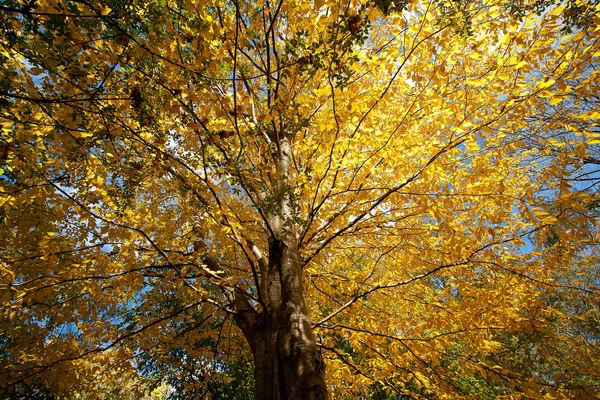 Trees Autumn Denmark Nature Travel — Stock Photo, Image