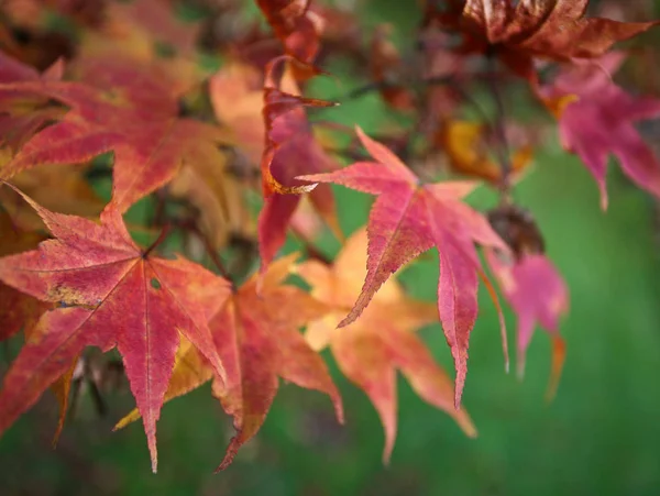 Das Arboretum Hrsholmist Ein Wunderschöner Park Mit Besonderen Bäumen Und — Stockfoto