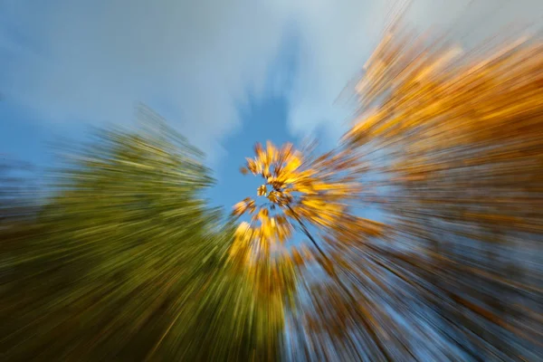 Bomen Herfst Denemarken Natuur Reizen — Stockfoto