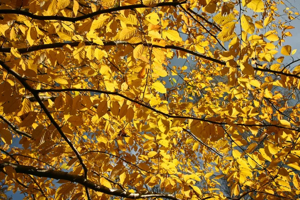 Trees Autumn Denmark Nature Travel — Stock Photo, Image