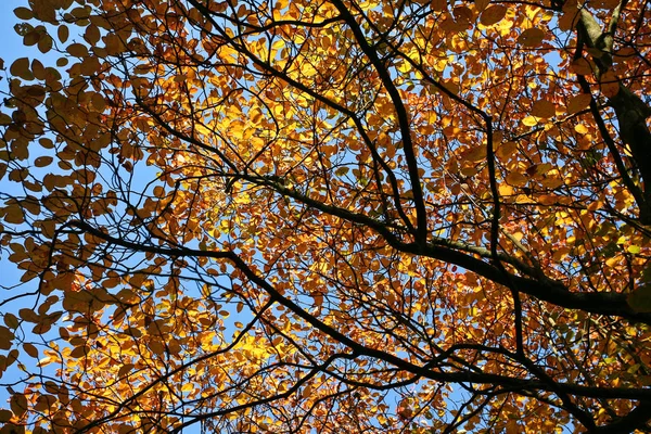 Árboles Otoño Dinamarca Naturaleza Viajes — Foto de Stock