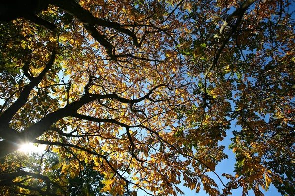 Árboles Otoño Dinamarca Naturaleza Viajes —  Fotos de Stock