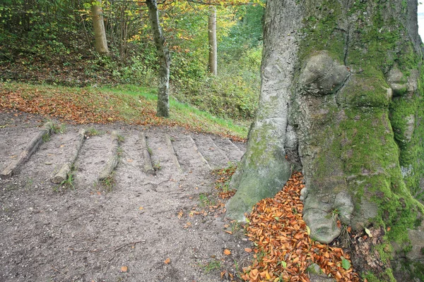 Escalera Bosque Denmark Otoño —  Fotos de Stock