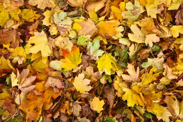 Kleurrijke Natuur Herfst Seizoen Denemarken — Stockfoto