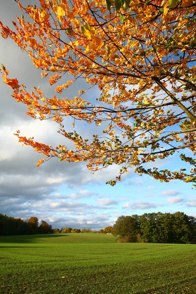 Färgglada Natur Och Utsikt Från Höstsäsongen Danmark — Stockfoto