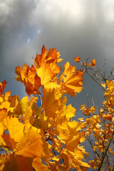Πολύχρωμη Φύση Φθινόπωρο Σεζόν Στη Δανία — Φωτογραφία Αρχείου