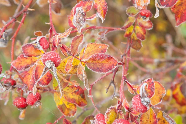 Colorful Nature View Autumn Season Denmark — Stock Photo, Image