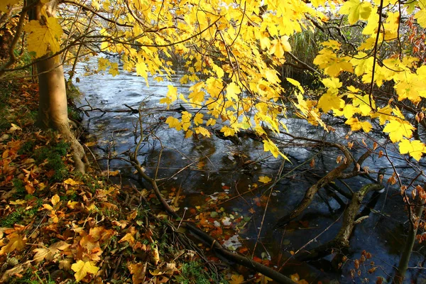 Beautiful Nature Autumn Season Denmark — Stock Photo, Image