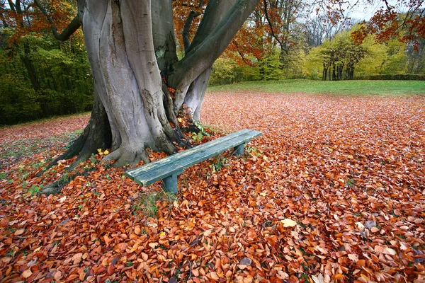 Naturaleza Colorida Vista Desde Temporada Otoño Dinamarca — Foto de Stock