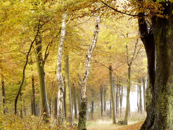 カラフルな自然とデンマークの秋のシーズンからの眺め — ストック写真