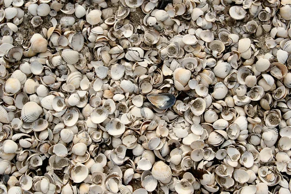 Conchas Praia Parte Norte Seeland Dinamarca — Fotografia de Stock