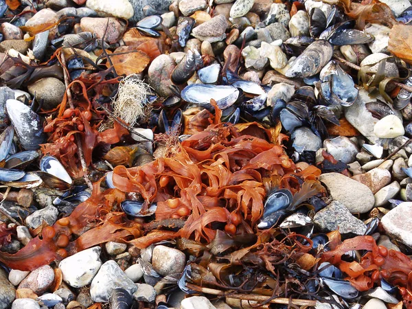 Раковины Пляже Северной Части Зееланда Дании — стоковое фото