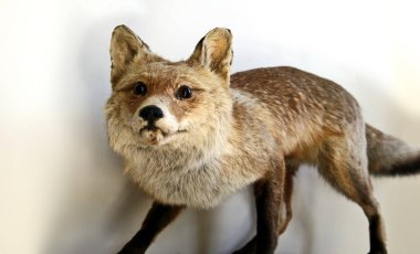 Açık renkli dolma Fox yakın çekim