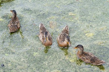 Danimarka İskandinavya'bir havuzda birçok ördek