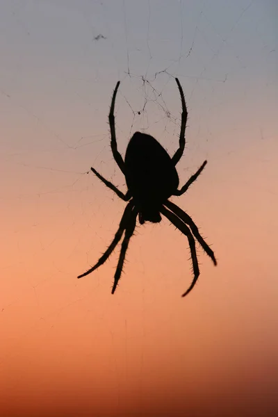 Spider Silhouette Sky Sunset — Stock Photo, Image