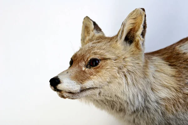 Zorro Relleno Cerca Sobre Fondo Claro — Foto de Stock