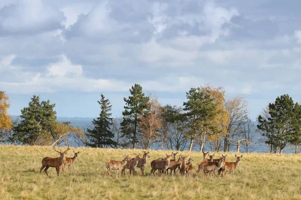 デンマークのスカンジナビアの公園に多くの鹿 — ストック写真