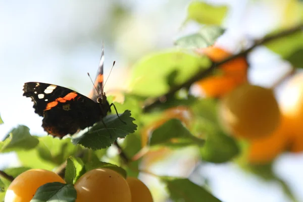 Red Butterfly Yellow Tree Branch — Stock Photo, Image