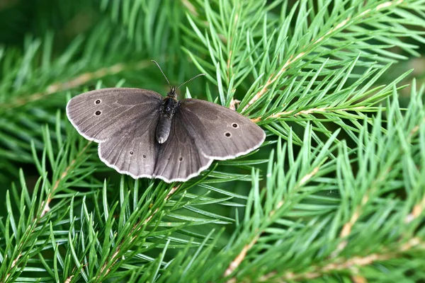 Fotos De Arbol De Mariposa De Stock Imagenes De Arbol De Mariposa