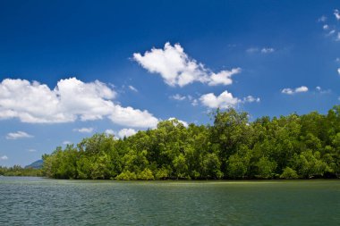 Krabi Tayland mangrov peyzaj