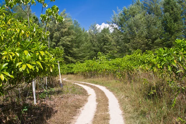 Paesaggio Mangrovie Krabi Thailandia — Foto Stock