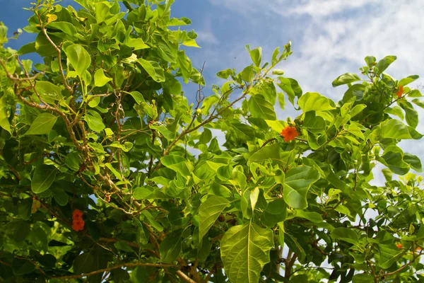 Mangrovové Krajina Krabi Thajsku — Stock fotografie