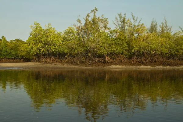 Krajobraz Mangrowe Krabi Tajlandii — Zdjęcie stockowe