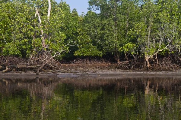 Krajobraz Mangrowe Krabi Tajlandii — Zdjęcie stockowe