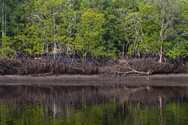 Krajobraz Mangrowe Krabi Tajlandii — Zdjęcie stockowe