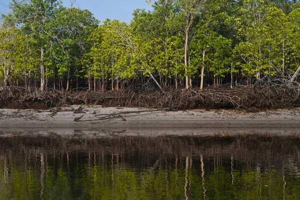 Krajobraz Mangrowe Krabi Tajlandii — Zdjęcie stockowe