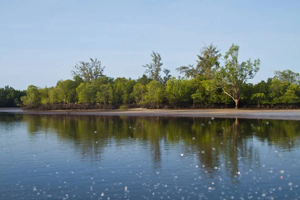 Mangrove Landschap Krabi Thailand — Stockfoto