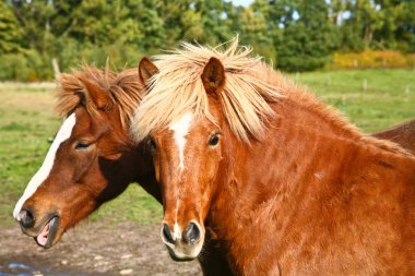 İki güzel atlar. Hayvanlar
