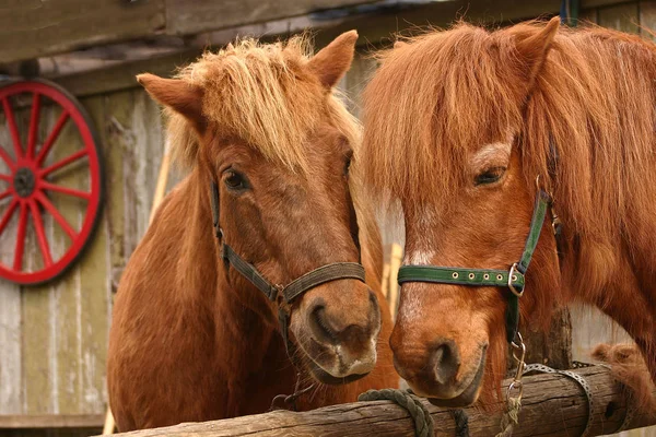 Cavalos Prado Verão — Fotografia de Stock