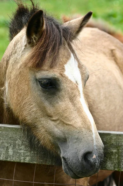 Cavallo Sul Prato Estate — Foto Stock