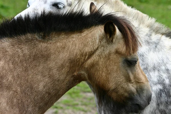 Two Horses Meadow — Zdjęcie stockowe