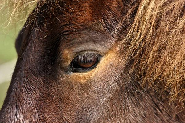 Koňská Hlava Zblízka — Stock fotografie