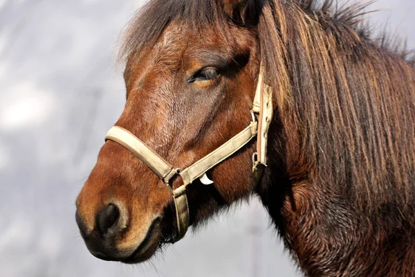 Paard Hoofd Close — Stockfoto